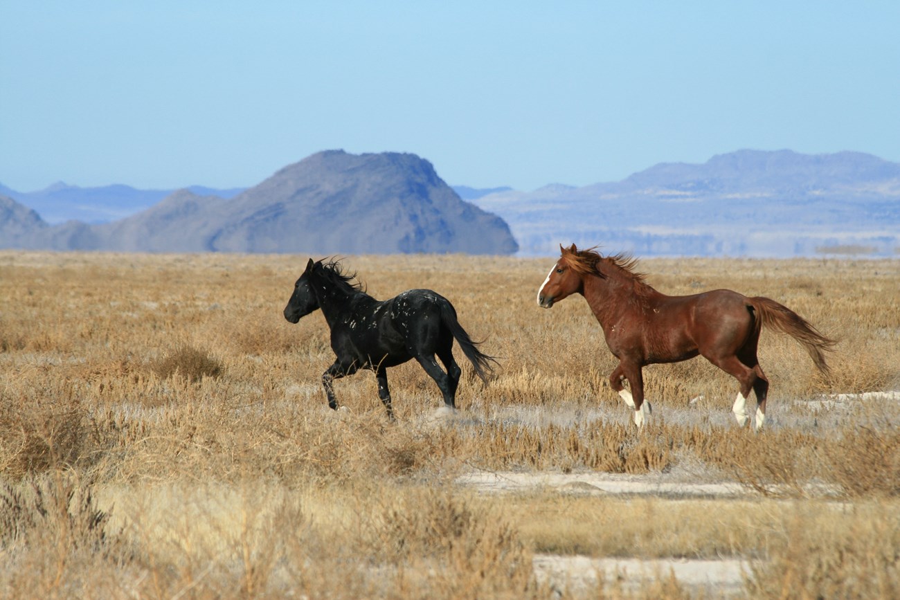 Horses on a North American grassland / 北美草原上的马群